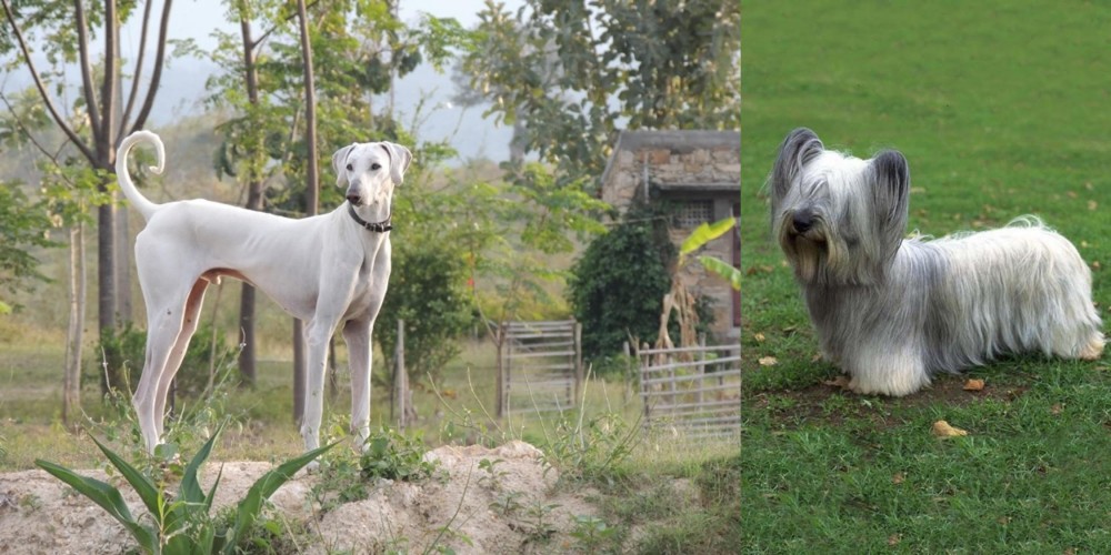 Skye Terrier vs Chippiparai - Breed Comparison
