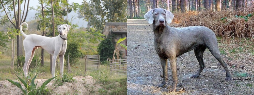 Slovensky Hrubosrsty Stavac vs Chippiparai - Breed Comparison