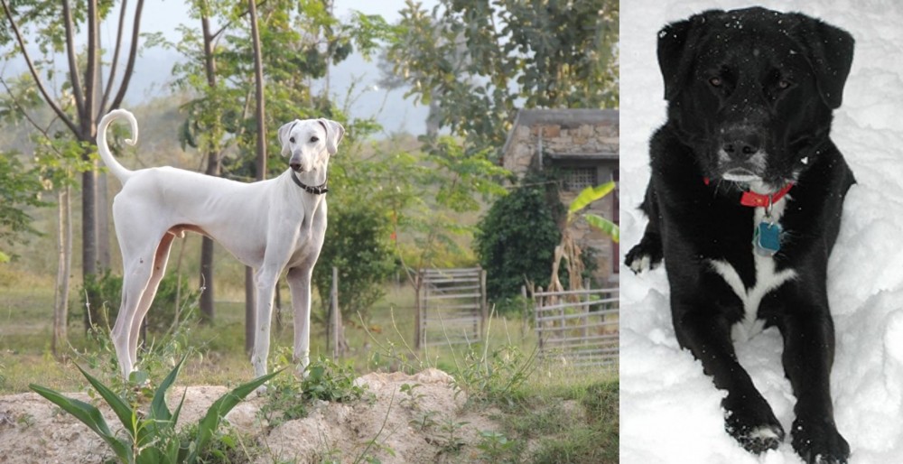 St. John's Water Dog vs Chippiparai - Breed Comparison