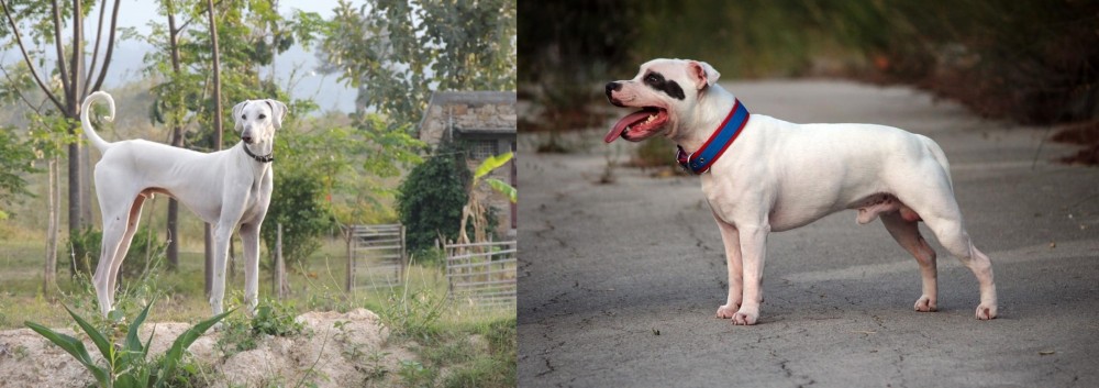 Staffordshire Bull Terrier vs Chippiparai - Breed Comparison