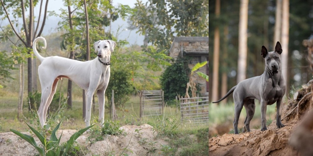Thai Ridgeback vs Chippiparai - Breed Comparison