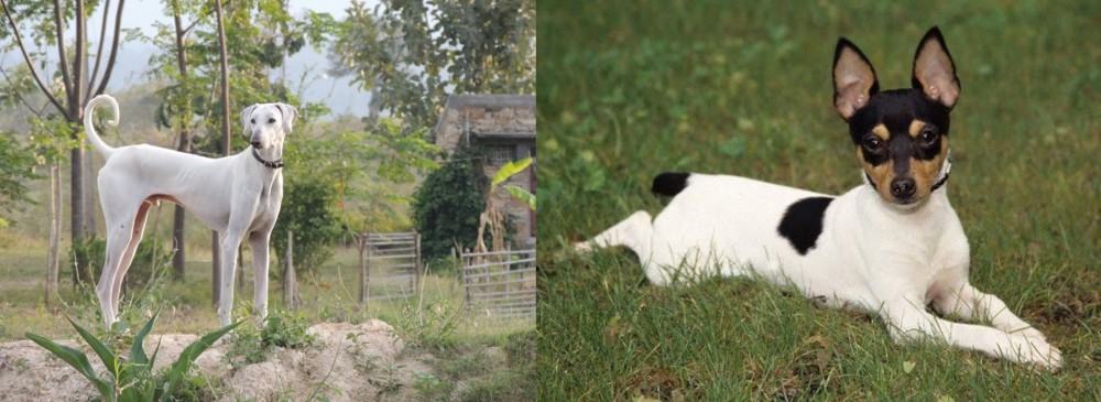 Toy Fox Terrier vs Chippiparai - Breed Comparison