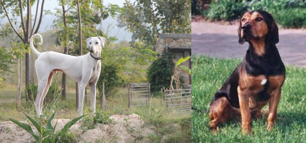 Tyrolean Hound vs Chippiparai - Breed Comparison