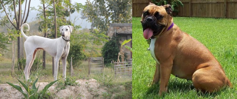 Valley Bulldog vs Chippiparai - Breed Comparison