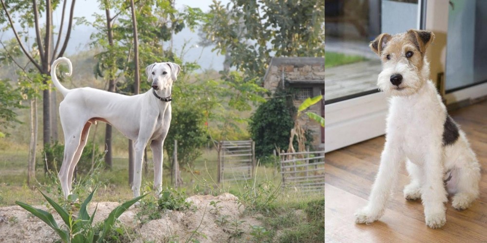 Wire Fox Terrier vs Chippiparai - Breed Comparison