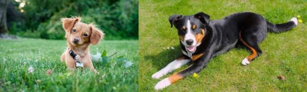 Appenzell Mountain Dog vs Chiweenie - Breed Comparison
