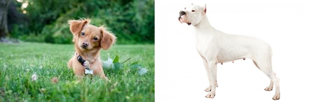 Argentine Dogo vs Chiweenie - Breed Comparison