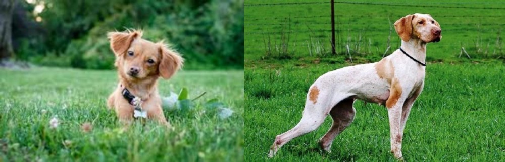 Ariege Pointer vs Chiweenie - Breed Comparison