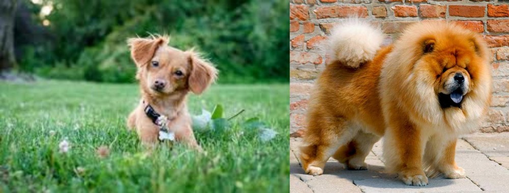 Chow Chow vs Chiweenie - Breed Comparison