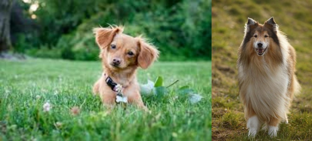 Collie vs Chiweenie - Breed Comparison