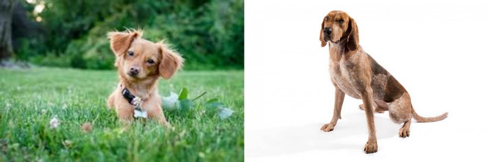 Coonhound vs Chiweenie - Breed Comparison