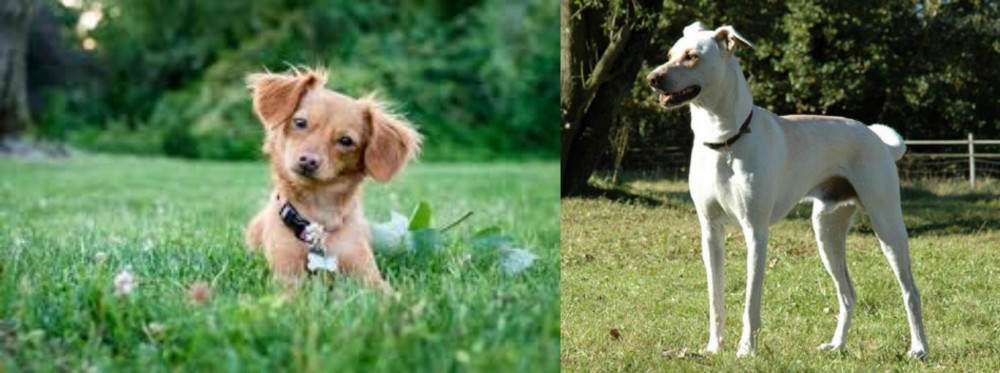 Cretan Hound vs Chiweenie - Breed Comparison