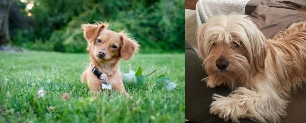 Cyprus Poodle vs Chiweenie - Breed Comparison