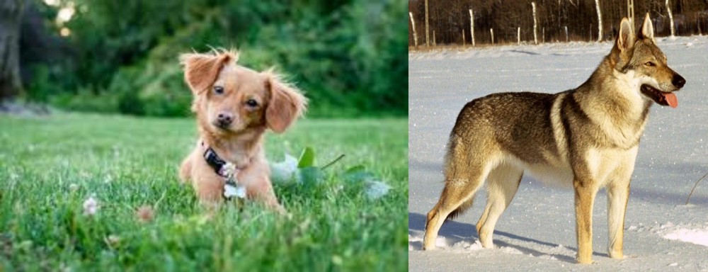Czechoslovakian Wolfdog vs Chiweenie - Breed Comparison