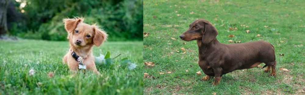 Dachshund vs Chiweenie - Breed Comparison