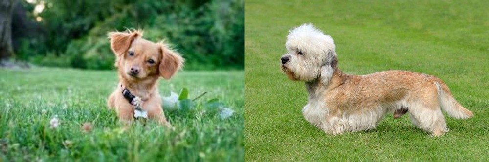 Dandie Dinmont Terrier vs Chiweenie - Breed Comparison