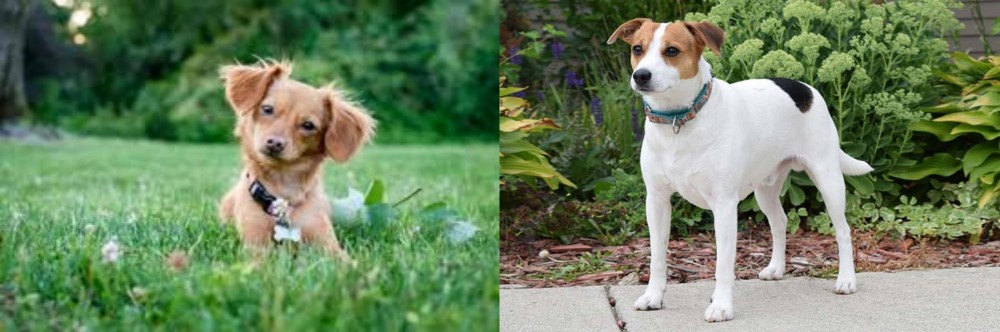 Danish Swedish Farmdog vs Chiweenie - Breed Comparison