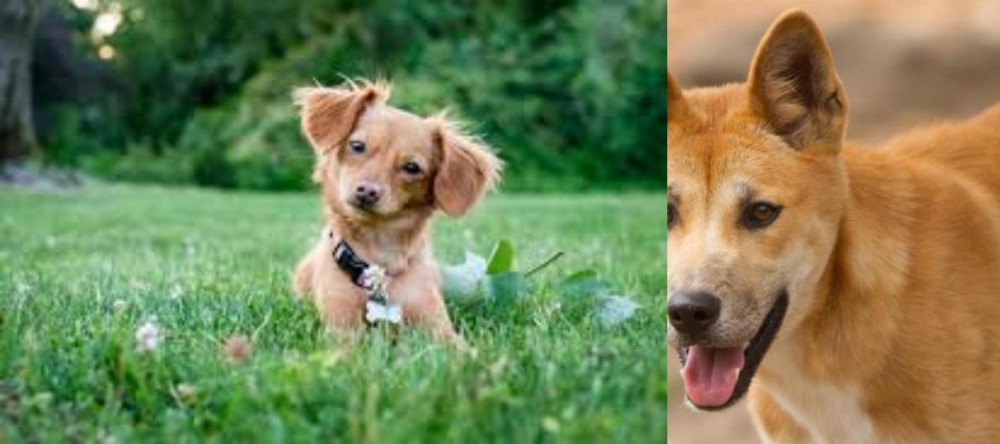 Dingo vs Chiweenie - Breed Comparison
