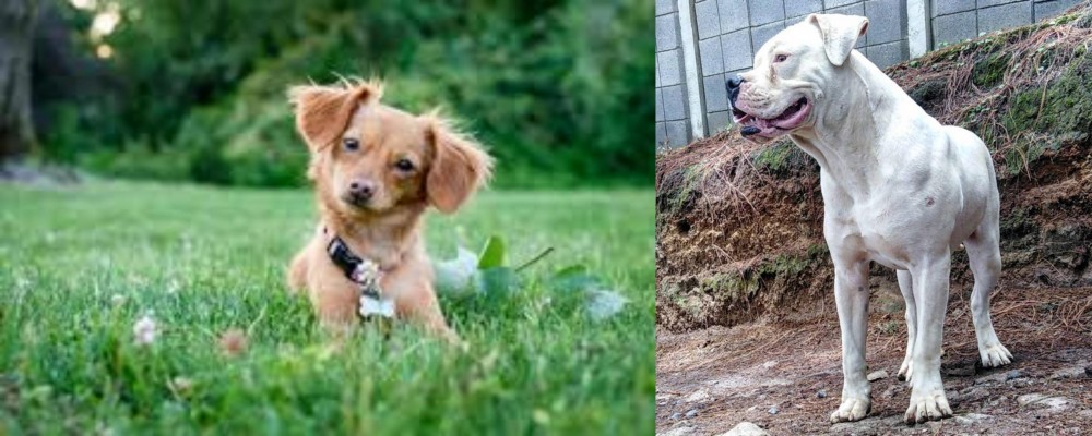 Dogo Guatemalteco vs Chiweenie - Breed Comparison