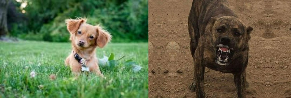 Dogo Sardesco vs Chiweenie - Breed Comparison
