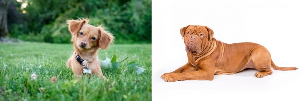 Dogue De Bordeaux vs Chiweenie - Breed Comparison