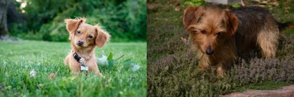 Dorkie vs Chiweenie - Breed Comparison