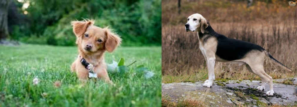 Dunker vs Chiweenie - Breed Comparison