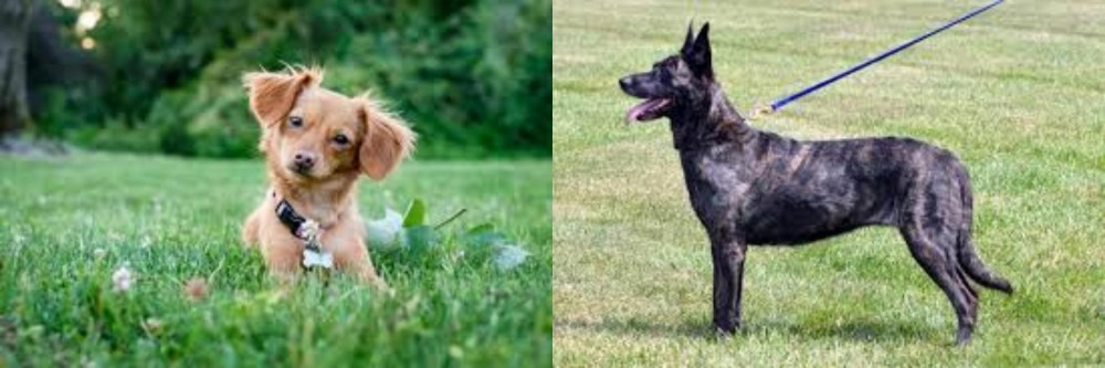 Dutch Shepherd vs Chiweenie - Breed Comparison