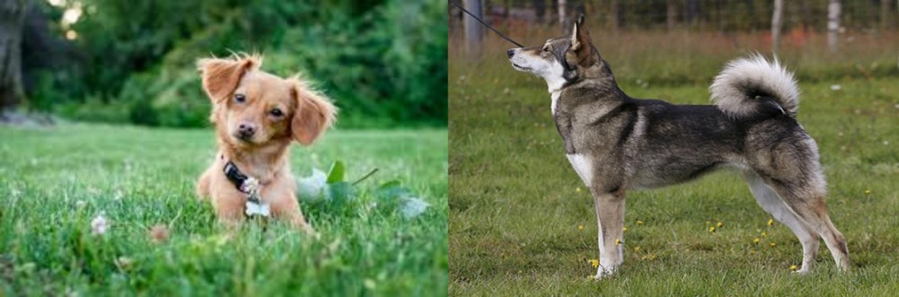 East Siberian Laika vs Chiweenie - Breed Comparison