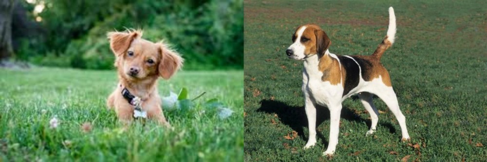 English Foxhound vs Chiweenie - Breed Comparison