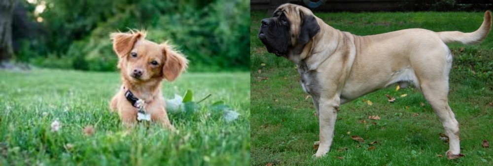 English Mastiff vs Chiweenie - Breed Comparison