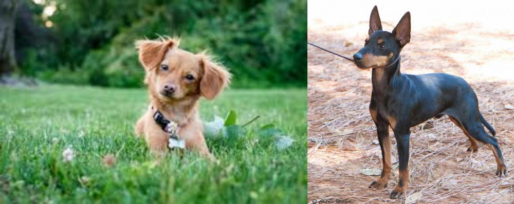 English Toy Terrier (Black & Tan) vs Chiweenie - Breed Comparison