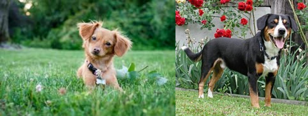 Entlebucher Mountain Dog vs Chiweenie - Breed Comparison