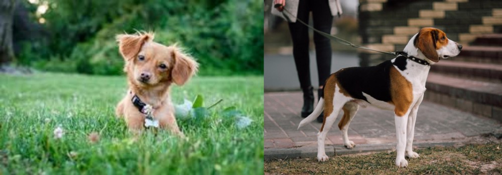 Estonian Hound vs Chiweenie - Breed Comparison