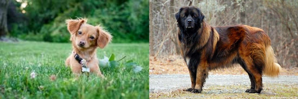 Estrela Mountain Dog vs Chiweenie - Breed Comparison