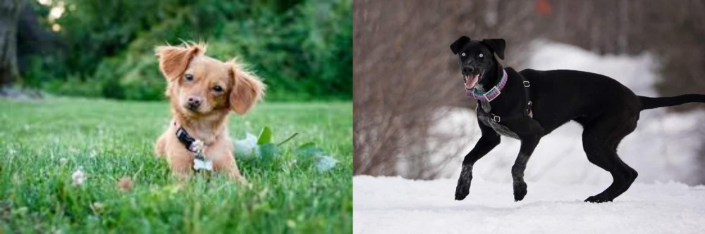 Eurohound vs Chiweenie - Breed Comparison