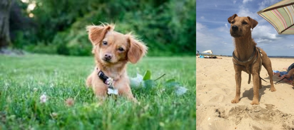 Fell Terrier vs Chiweenie - Breed Comparison