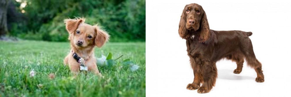 Field Spaniel vs Chiweenie - Breed Comparison