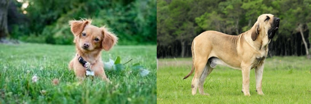 Fila Brasileiro vs Chiweenie - Breed Comparison