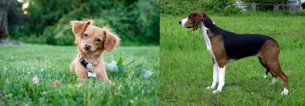Finnish Hound vs Chiweenie - Breed Comparison