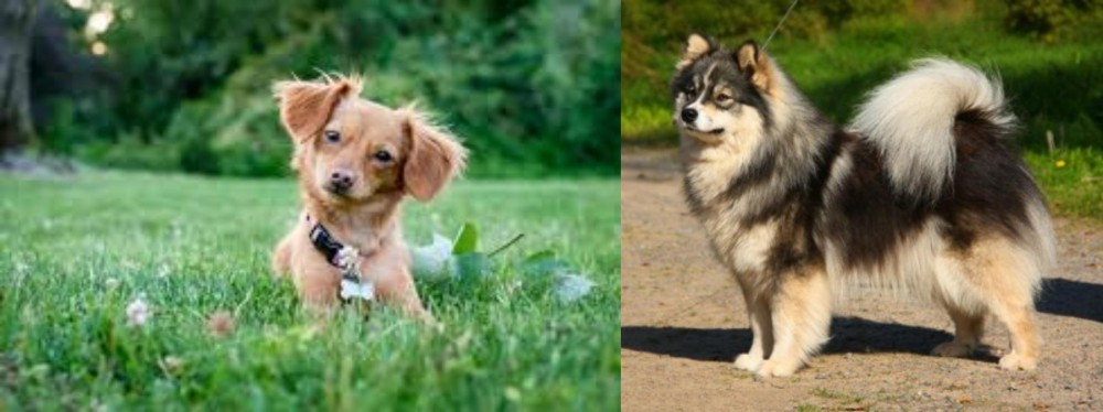 Finnish Lapphund vs Chiweenie - Breed Comparison