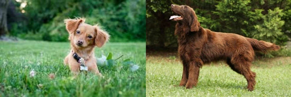 Flat-Coated Retriever vs Chiweenie - Breed Comparison