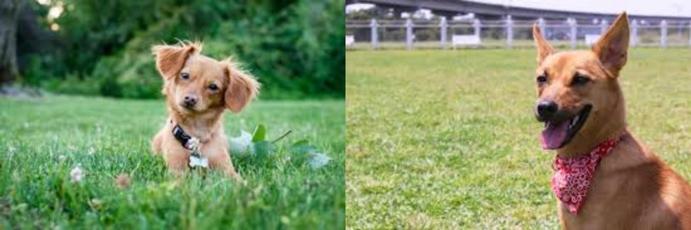 Formosan Mountain Dog vs Chiweenie - Breed Comparison