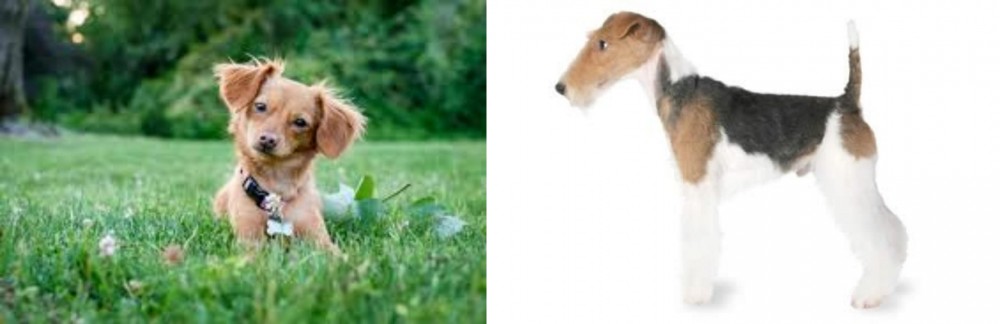 Fox Terrier vs Chiweenie - Breed Comparison