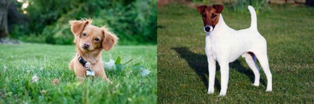 Fox Terrier (Smooth) vs Chiweenie - Breed Comparison