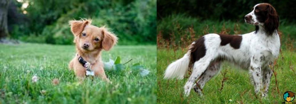 French Spaniel vs Chiweenie - Breed Comparison