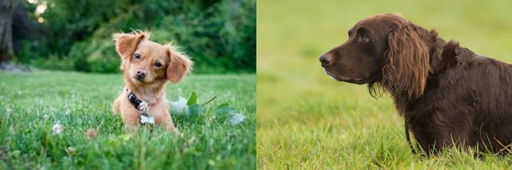 German Longhaired Pointer vs Chiweenie - Breed Comparison