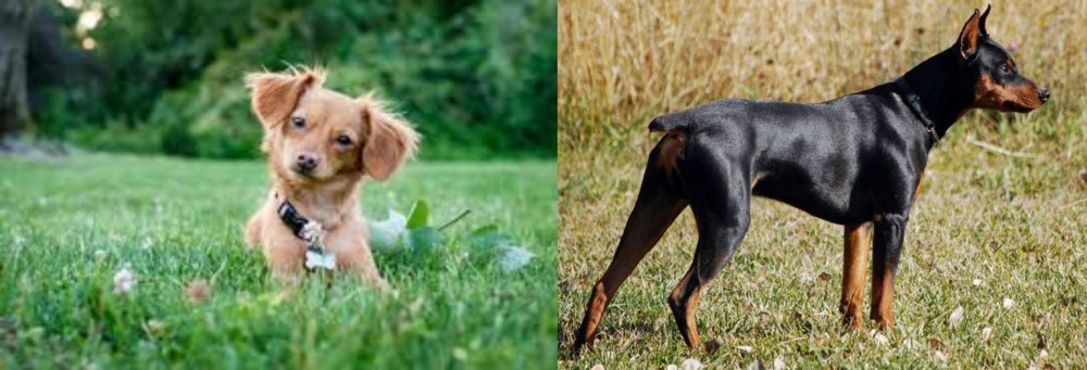 German Pinscher vs Chiweenie - Breed Comparison