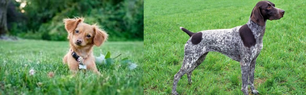 German Shorthaired Pointer vs Chiweenie - Breed Comparison