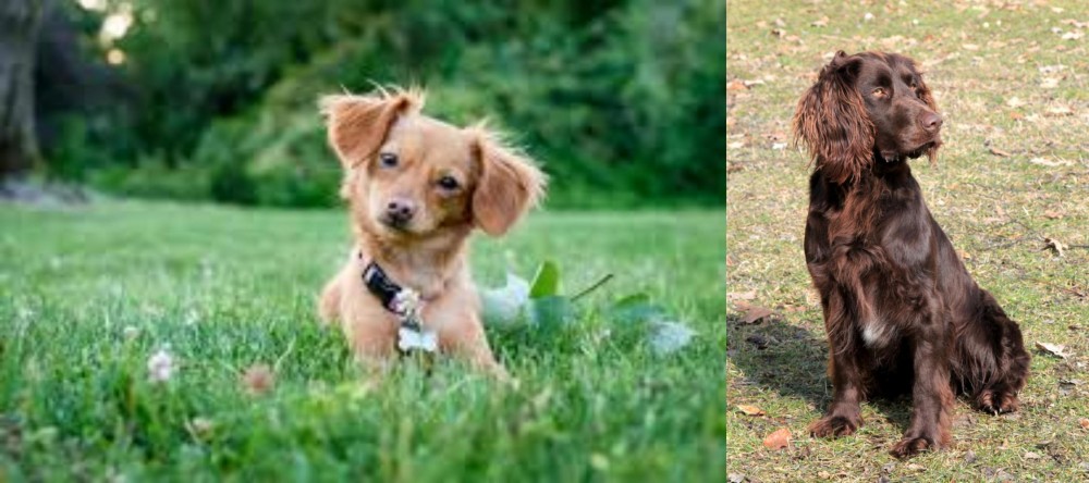 German Spaniel vs Chiweenie - Breed Comparison